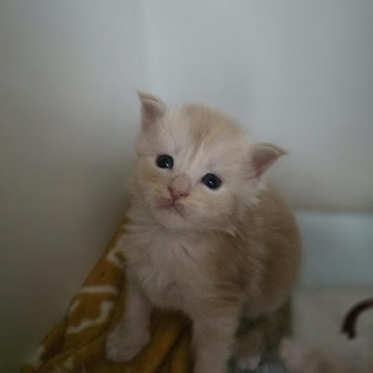 chaton Maine coon red silver blotched tabby Bimbo Chatterie des Sept Phoenix red silver blotched tabby