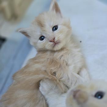 Bimbo Des Sept Phoenix Femelle Maine coon