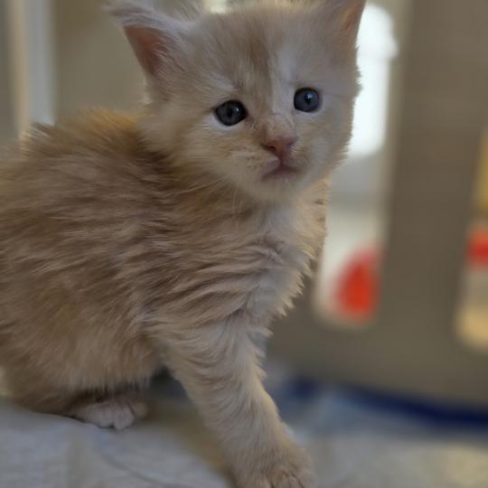 chaton Maine coon red silver blotched tabby Bimbo Chatterie des Sept Phoenix red silver blotched tabby