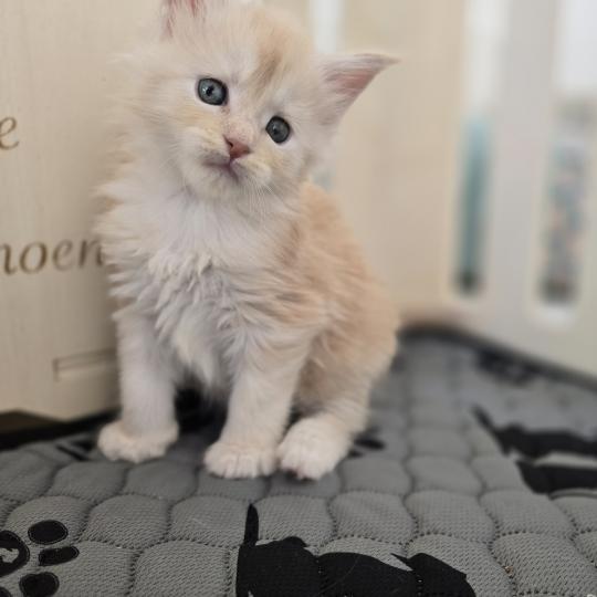 chaton Maine coon red silver blotched tabby Bimbo Chatterie des Sept Phoenix red silver blotched tabby