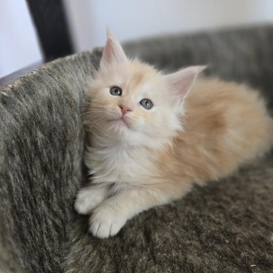 chaton Maine coon red silver blotched tabby Bimbo Chatterie des Sept Phoenix red silver blotched tabby