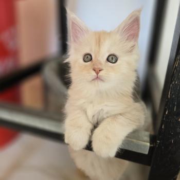 Bimbo Des Sept Phoenix Femelle Maine coon