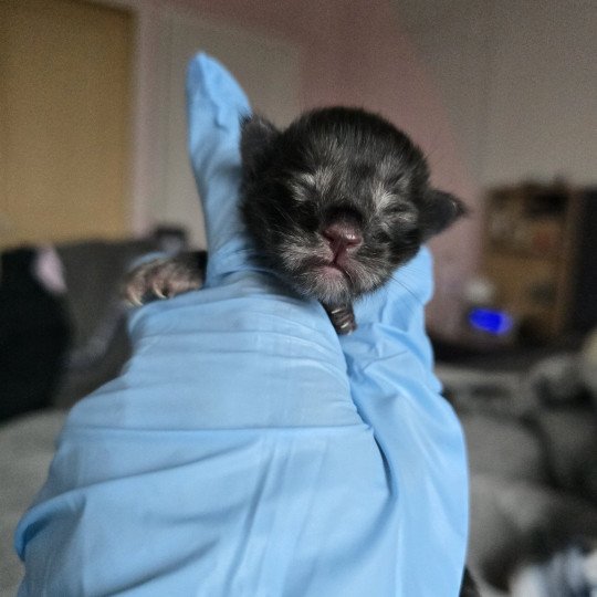 chaton Maine coon polydactyle black smoke Adès Pp Chatterie des Sept Phoenix black smoke 