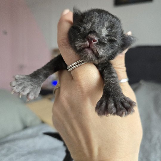 chaton Maine coon polydactyle black smoke Adès Pp Chatterie des Sept Phoenix black smoke 
