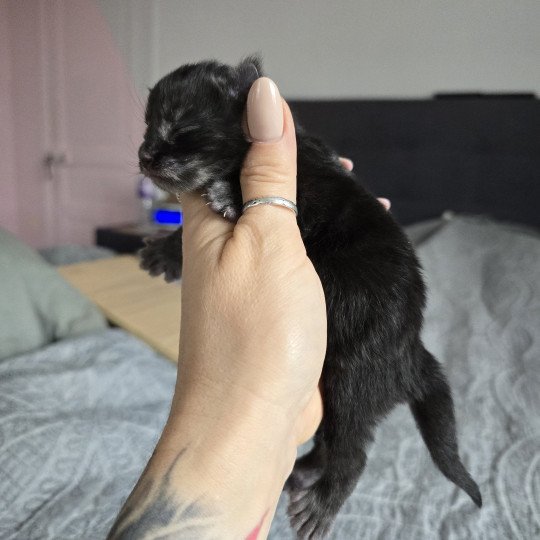 chaton Maine coon polydactyle black smoke Adès Pp Chatterie des Sept Phoenix black smoke 