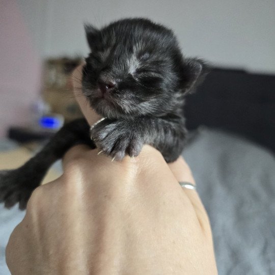 chaton Maine coon polydactyle black smoke Adès Pp Chatterie des Sept Phoenix black smoke 