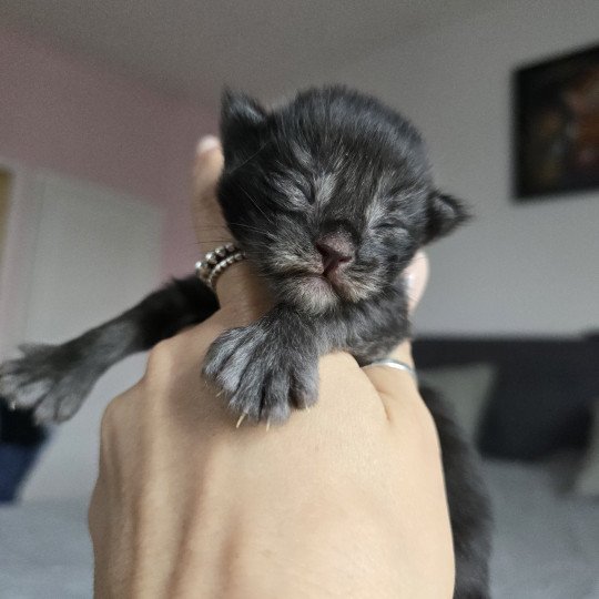 chaton Maine coon polydactyle black smoke Adès Pp Chatterie des Sept Phoenix black smoke 