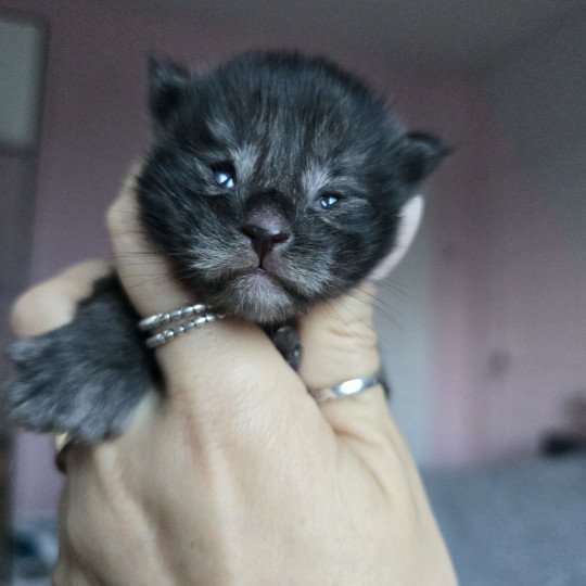 chaton Maine coon polydactyle black smoke Adès Pp Chatterie des Sept Phoenix black smoke 