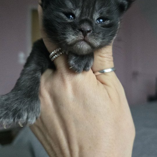 chaton Maine coon polydactyle black smoke Adès Pp Chatterie des Sept Phoenix black smoke 
