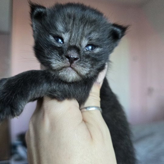 chaton Maine coon polydactyle black smoke Adès Pp Chatterie des Sept Phoenix black smoke 