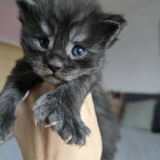 chaton Maine coon polydactyle black smoke Adès Pp Chatterie des Sept Phoenix black smoke 