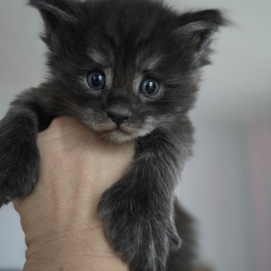 chaton Maine coon polydactyle black smoke Adès Pp Chatterie des Sept Phoenix black smoke 