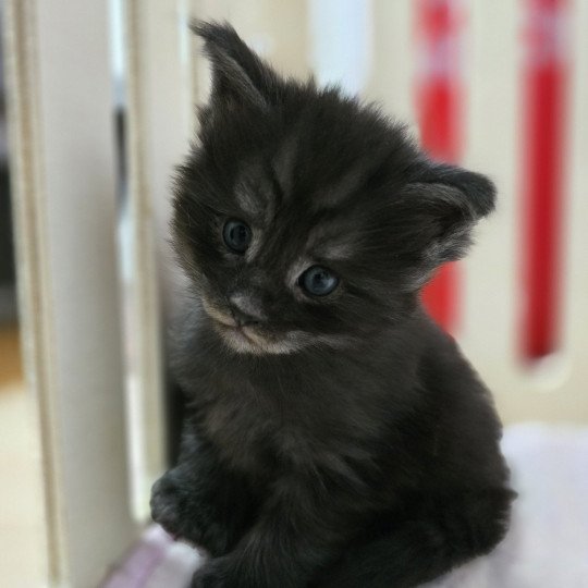 chaton Maine coon polydactyle black smoke Adès Pp Chatterie des Sept Phoenix black smoke 