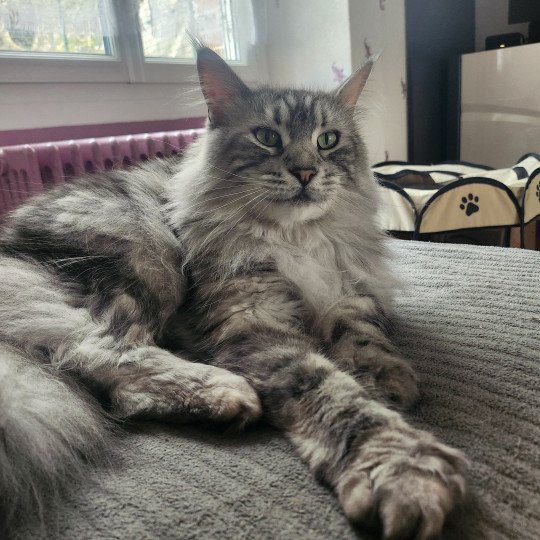 chat Maine coon polydactyle black silver blotched tabby Sheyenne PP du Snicat Chatterie des Sept Phoenix black silver blotched tabby