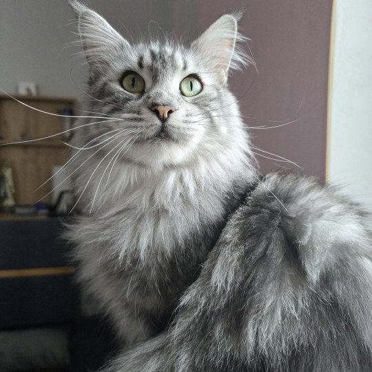 chat Maine coon polydactyle black silver blotched tabby Sheyenne PP du Snicat Chatterie des Sept Phoenix black silver blotched tabby