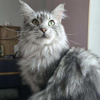 Sheyenne PP du Snicat Femelle Maine coon polydactyle