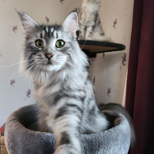 chat Maine coon polydactyle black silver blotched tabby Sheyenne Chatterie des Sept Phoenix black silver blotched tabby