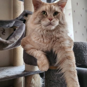 Titan les Perles d'Amandine Mâle Maine coon
