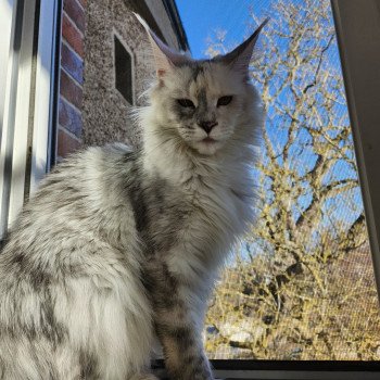 Utopia de East Blue Femelle Maine coon