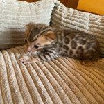 1er chaton (Portée Sissi Imperatrice ❤ Top Gun) - Mâle brown spotted / rosettes Mâle Bengal