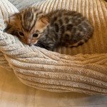 2e chaton (Portée Sissi Imperatrice ❤ Top Gun) - Mâle brown spotted / rosettes Mâle Bengal 2e chaton (Portée Sissi Imperatrice ❤ Top Gun) - Mâle brown spotted / rosettes Mâle Bengal