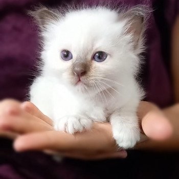 Rouge Femelle Sacré de Birmanie