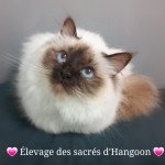 Saphir Femelle Sacré de Birmanie Saphir Femelle Sacré de Birmanie