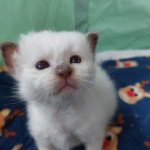 Ubert des Rêves Félins Mâle Sacré de Birmanie Ubert des Rêves Félins Mâle Sacré de Birmanie