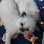 Ugo des Rêves Félins Mâle Sacré de Birmanie Ugo des Rêves Félins Mâle Sacré de Birmanie