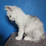 ULIGHT DE L'OR SAUVAGE Mâle Maine coon ULIGHT DE L'OR SAUVAGE Mâle Maine coon