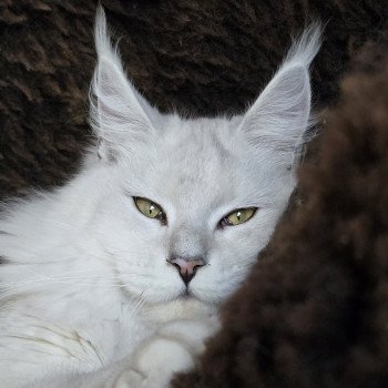Zelda DE L'OR SAUVAGE Femelle Maine coon