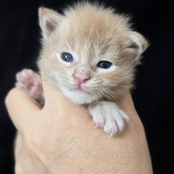 Amaru DE L'OR SAUVAGE Mâle Maine coon