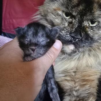 Bronx DE L'OR SAUVAGE Mâle Maine coon