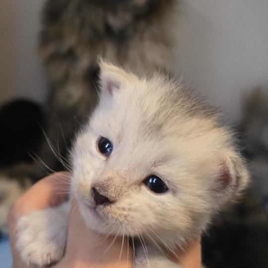 chaton Maine coon black silver mackerel tabby Bianco Elevage de maine coon L'Or sauvage black silver mackerel tabby
