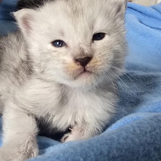 chaton Maine coon black silver mackerel tabby Bianco Elevage de maine coon L'Or sauvage black silver mackerel tabby