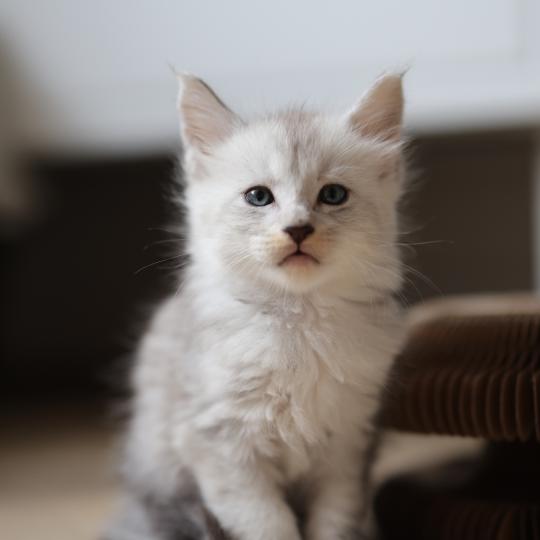chaton Maine coon black silver mackerel tabby Bianco Elevage de maine coon L'Or sauvage black silver mackerel tabby