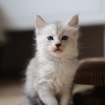 Bianco DE L'OR SAUVAGE Mâle Maine coon