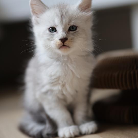 chaton Maine coon black silver mackerel tabby Bianco Elevage de maine coon L'Or sauvage black silver mackerel tabby