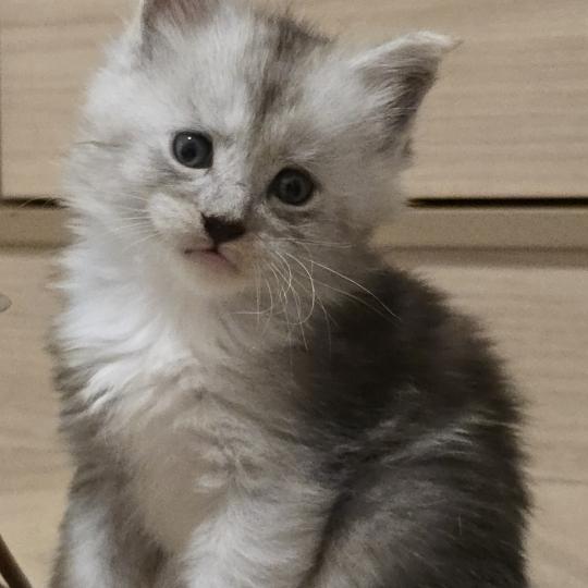 chaton Maine coon black smoke & blanc Baxter Elevage de maine coon L'Or sauvage black smoke & blanc