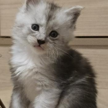Baxter DE L'OR SAUVAGE Mâle Maine coon