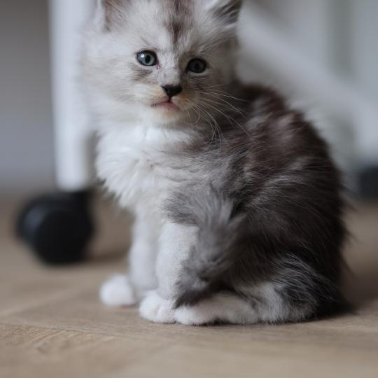 chaton Maine coon black smoke & blanc Baxter Elevage de maine coon L'Or sauvage black smoke & blanc