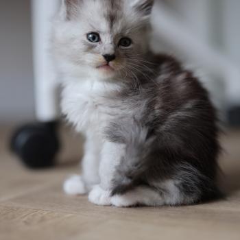 Baxter DE L'OR SAUVAGE Mâle Maine coon