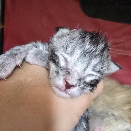 Brooks DE L'OR SAUVAGE Mâle Maine coon