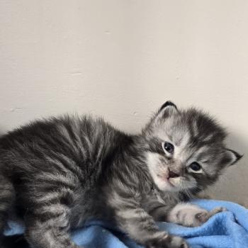 Brooks DE L'OR SAUVAGE Mâle Maine coon