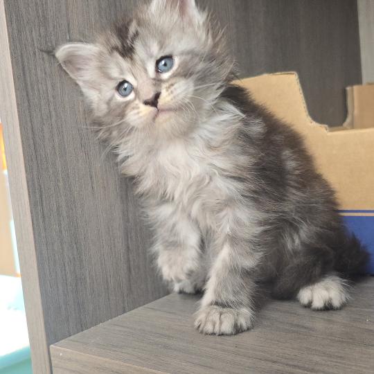 chaton Maine coon black silver mackerel tabby Brooks Elevage de maine coon L'Or sauvage black silver mackerel tabby