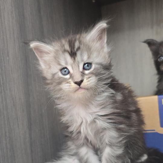 chaton Maine coon black silver mackerel tabby Brooks Elevage de maine coon L'Or sauvage black silver mackerel tabby