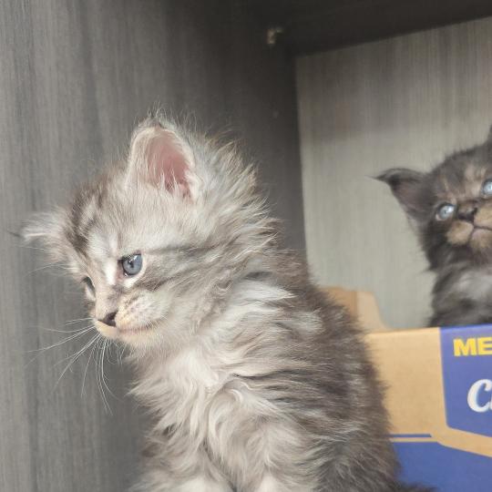 chaton Maine coon black silver mackerel tabby Brooks Elevage de maine coon L'Or sauvage black silver mackerel tabby