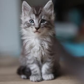Brooks DE L'OR SAUVAGE Mâle Maine coon