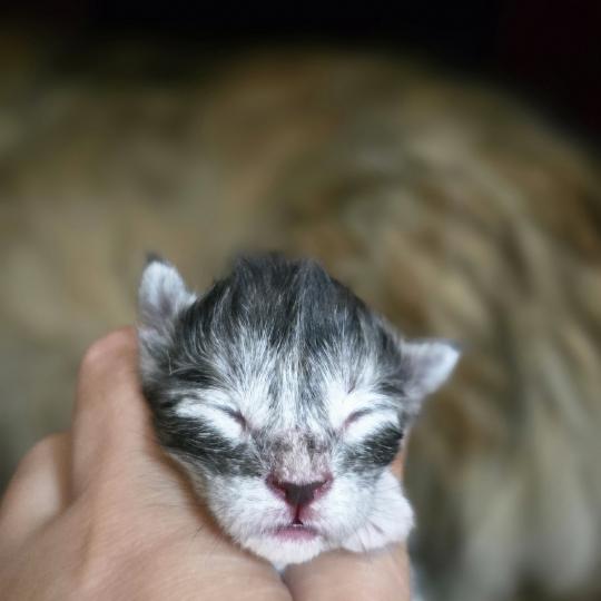 Blum DE L'OR SAUVAGE Femelle Maine coon