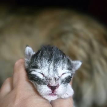 Blum DE L'OR SAUVAGE Femelle Maine coon